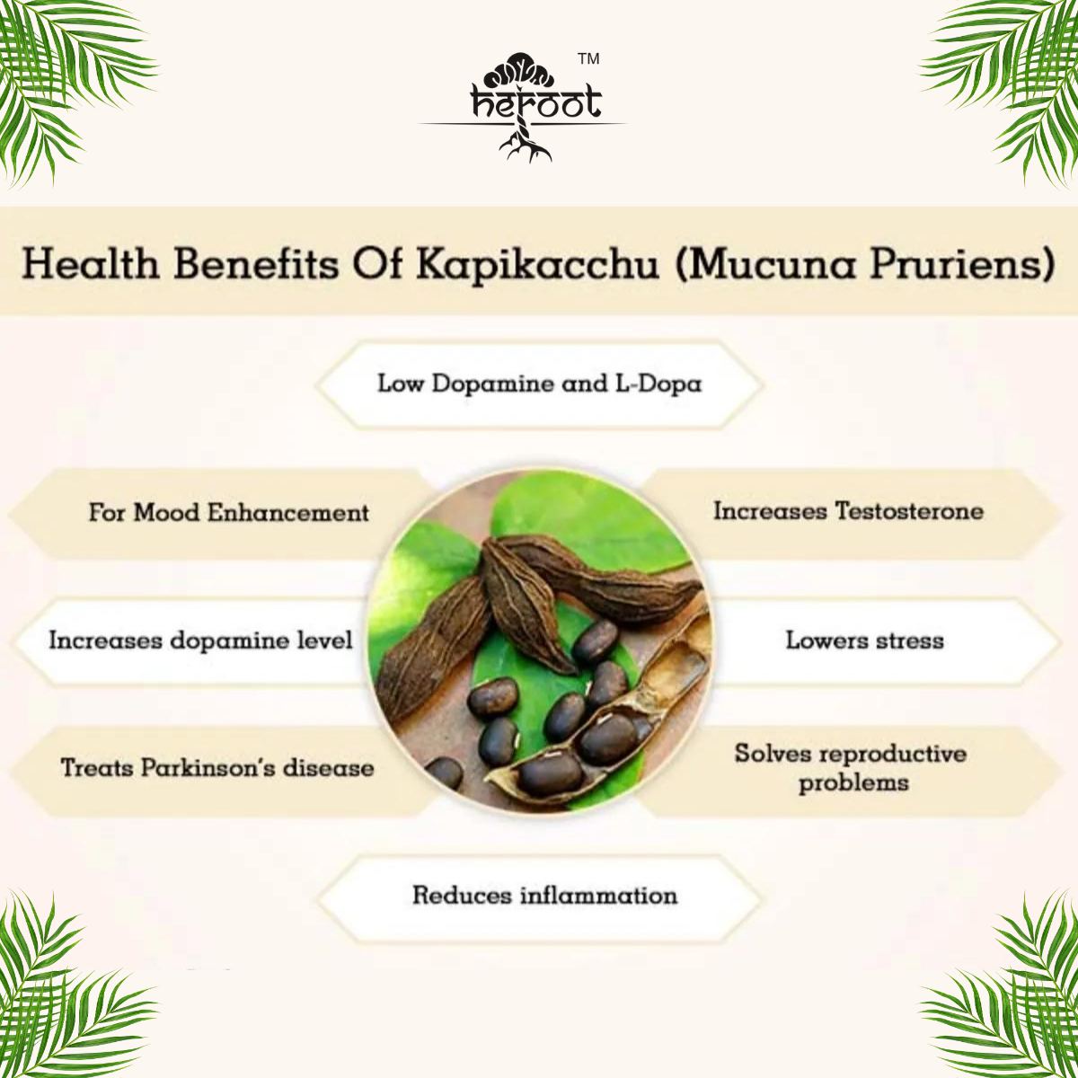 PURE L-DOPA Mucuna Pruriens 400 mg 60 Capsules strengthens organs USDA