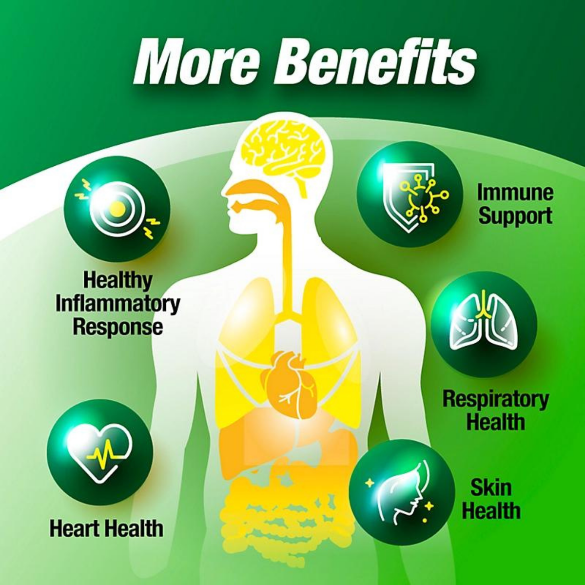 Quercetin Extract Powder (98% Quercetin) - Supports Immune and Cardiovascular Health