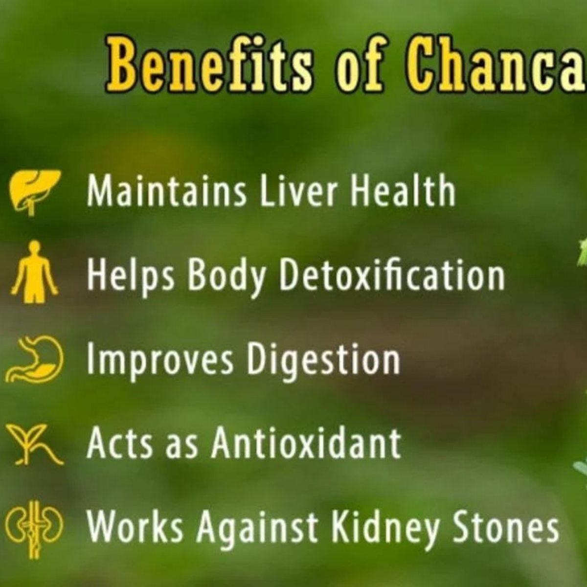 Chanca Piedra Powder 100% Pure | Natural Stone Breaker for Healthy Liver & Kidney