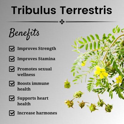 Tribulus Terrestris 500mg Extract - 60 Capsules | Testosterone Booster & Muscle Mass Support